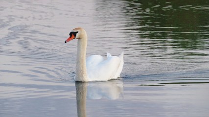 Fototapeta premium swan on the lake