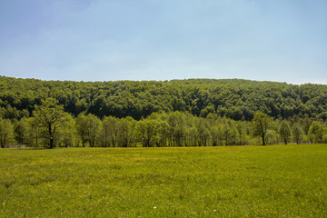 green field and forest with blue sky