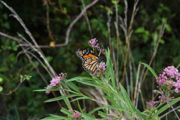 butterfly on a flower