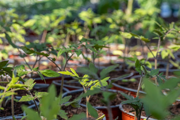 small tomato seedlings in the greenhouse in the spring