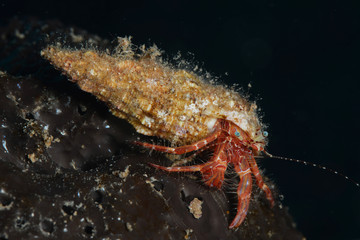 Hermit crab shell. Fethiye, Turkey.