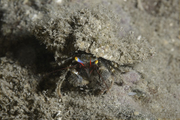 Hermit crab shell. Fethiye, Turkey.