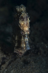 Seahorse standing on the sand surface Fethiye, Turkey.