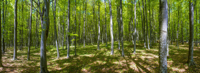 panoramic landscape in green deciduous forest