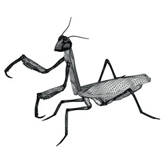 Praying mantis polygonal lines illustration. Abstract vector insect on the white background