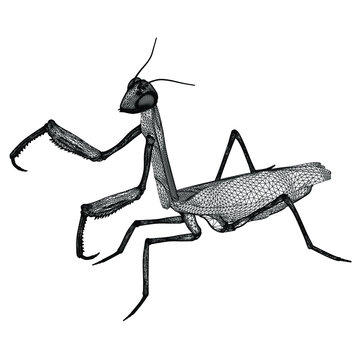 black praying mantis wireframe on white clip art preview