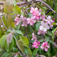 Nature background of apple flowers and buds on tree branch. Spring time, macro photography