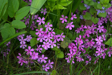 Beautiful pink moss phlox in spring season,