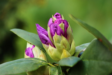 Rhododentronknospe