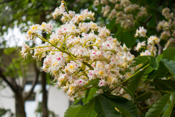 Blooming horse chestnut flowers. White flowering in bunches of park tree in the city. Partition....