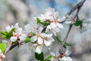 A branch of a blooming felt cherry in the garden.