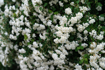 Small white flowers of a flowering shrub