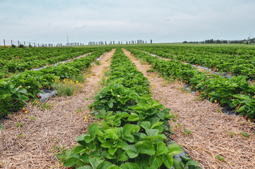Fototapeta na wymiar Plantation of organic strawberry grown in long rows on the farm.