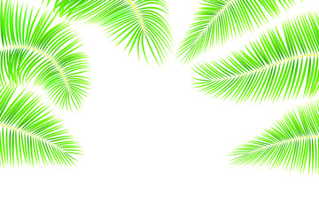 Fototapeta na wymiar Tropical leaves of palm tree on white background. Set of green exotic leaves for your design. Stock vector illustration on white isolated background.