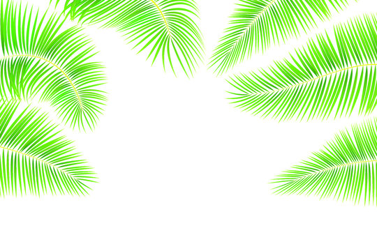 Tropical leaves of palm tree on white background. Set of green  exotic leaves for your design. Stock vector illustration on white isolated background.