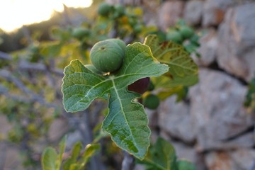 Fig with Leaf 