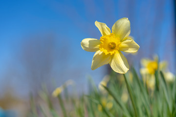 Blooming daffodil on a background of flowers