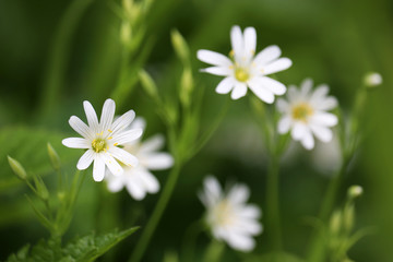 Naklejka na ściany i meble Spring meadow with white flowers of Greater Stitchwort (Stellaria holostea) in green grass. Floral background, beauty of nature