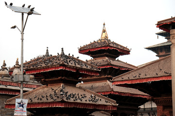Fototapeta premium Palomas en templo de Nepal