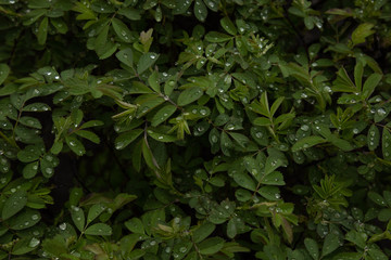 Background of wild rose after rain. Raindrops on a dogrose. Beautiful nature. Plant texture.