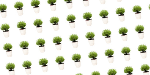Fototapeta premium Green thyme plant growing in basket on white background isolated