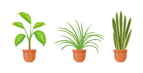Fototapeta na wymiar Potted plant. Set of houseplants in pots in flat style. Indoor gerb isolated on white background. Sansevieria, dieffenbachia, chlorophytum flowers. Interior gardening decor. Vector illustration.