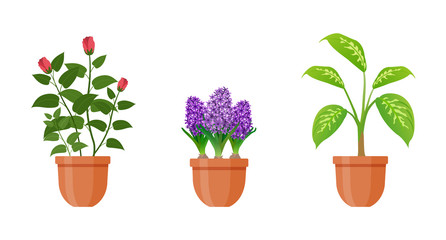 Potted plant. Set of houseplants and flowers in pots in flat style. Indoor gerb isolated on white background. Hyacinth, dieffenbachia, rose flowers. Interior gardening decor. Vector illustration.