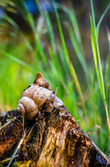 snail in the forest with green background
