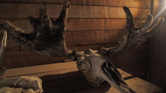 a lot of deer antlers and skulls lying in the big hunter's room