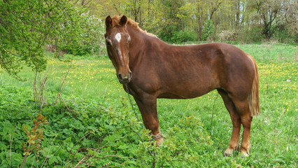 Fototapeta premium Beautiful red horse with long black mane in field with trees and brushes. Horse grazing on the meadow. Horse is walking and eating green grass in the field. Beautiful nature background.