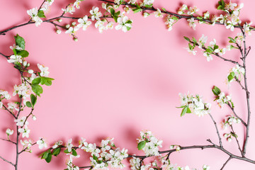 Fototapeta na wymiar Frame of spring cherry tree branches with white flowers on a pink background. Copy space for text