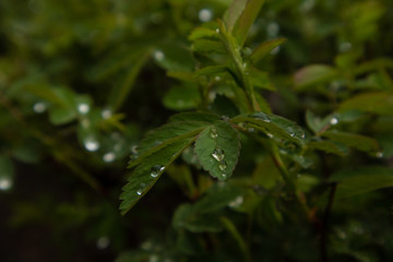 Background of wild rose after rain. Raindrops on a dogrose. Beautiful nature. Plant texture.