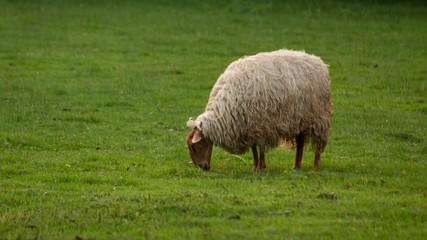 White sheep grazing on the grass