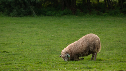 White sheep grazing on the grass