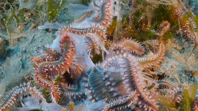 fire worm spawning and mating underwater spreading eggs