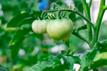 Green tomatoes. Agriculture concept.