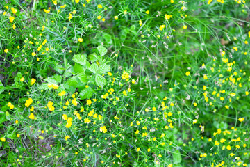 yellow wildflowers in green grass, texture, background