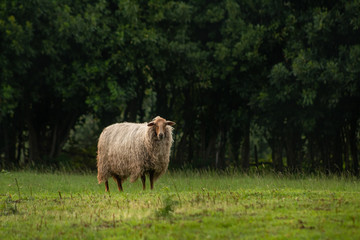 Obraz premium White sheep grazing on the grass