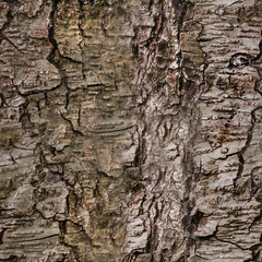 Brown tree bark, geometric seamless pattern, background, texture