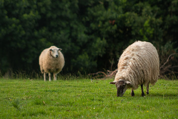 Naklejka na ściany i meble White sheep grazing on the grass