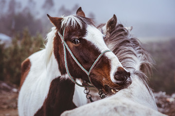 Obraz premium La hermosa mirada de los caballos