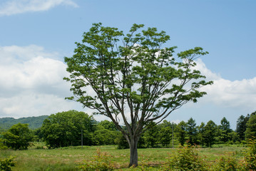 一本の大きな木とバッカンロール　北海道