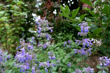 Busy Bee in Flower