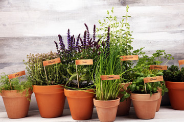 Homegrown and aromatic herbs in old clay pots. Set of culinary herbs. Green growing basil, parsley...