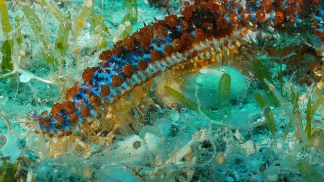 starfish close up underwater colorful macro Asteroidea walking ocean scenery