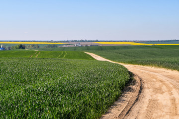 Rural spring scenery with dirt road among vibrant green fields in perspective and blue cloudless sky.