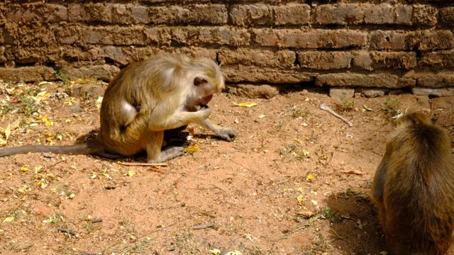 macaque eating foods from the ground slow motion