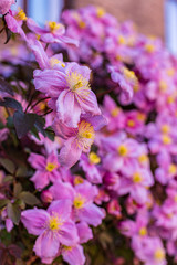 Pink clematis Montana on fence, closeup
