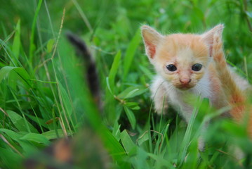 Naklejka na ściany i meble Close up photo from a cute domestic cat playing outdoor