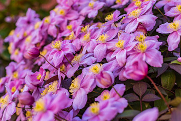 Pink clematis Montana on fence, closeup